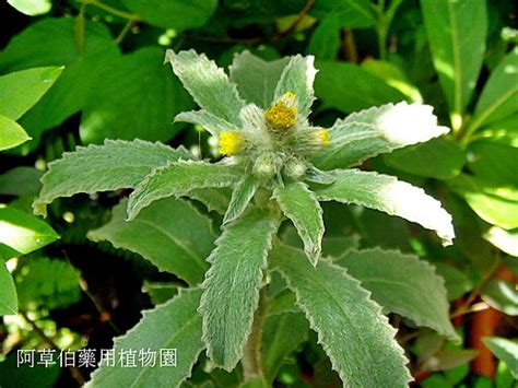 生毛將軍肺積水|阿草伯藥用植物園: 民間草藥(170) 生毛將軍